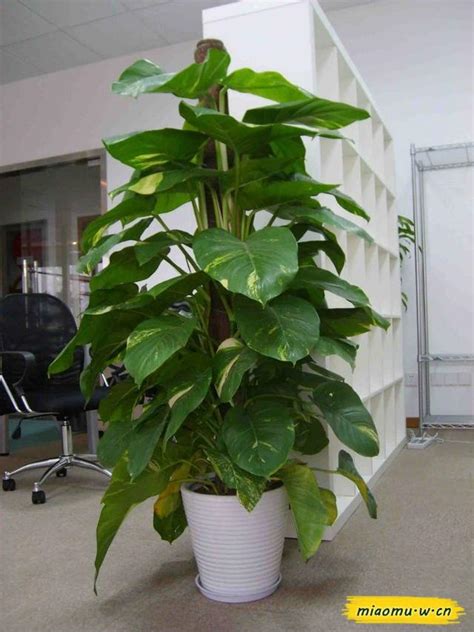 辦公室植物擺放位置 摇錢樹